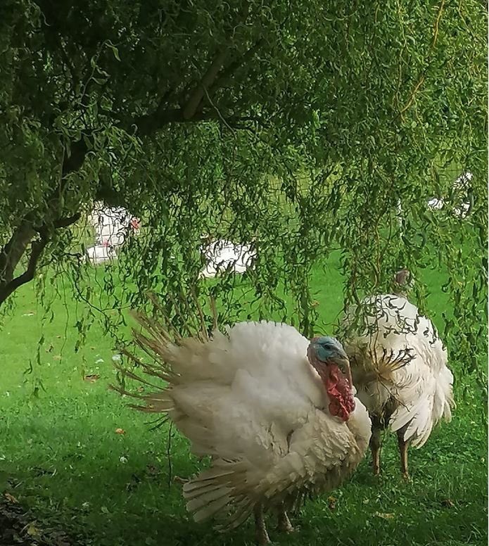 ausgewachsener Truthahn unter Baum